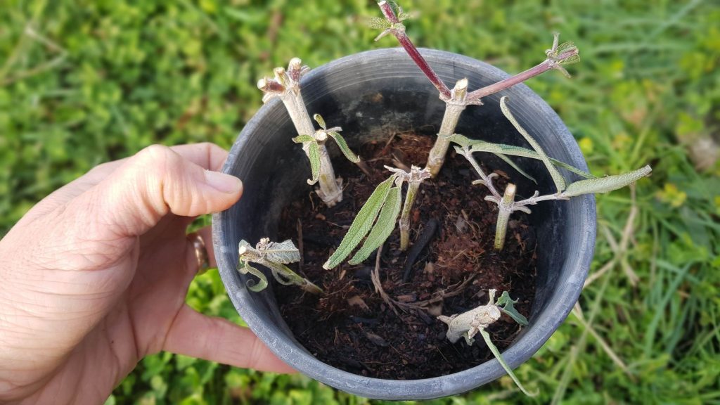 Propagating Salvias