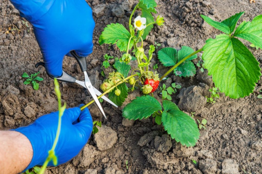 Propagating and Watering