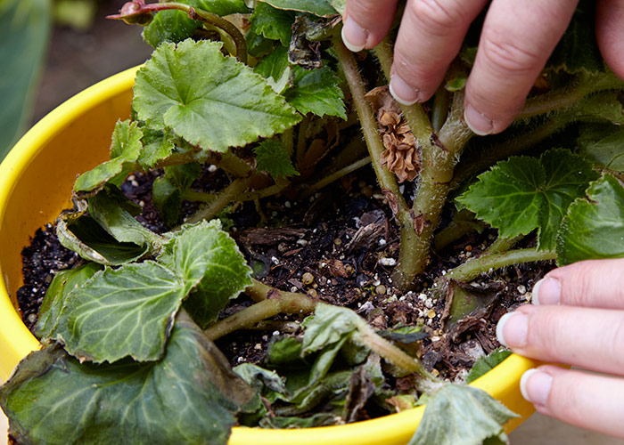 Propagating by Root Cuttings