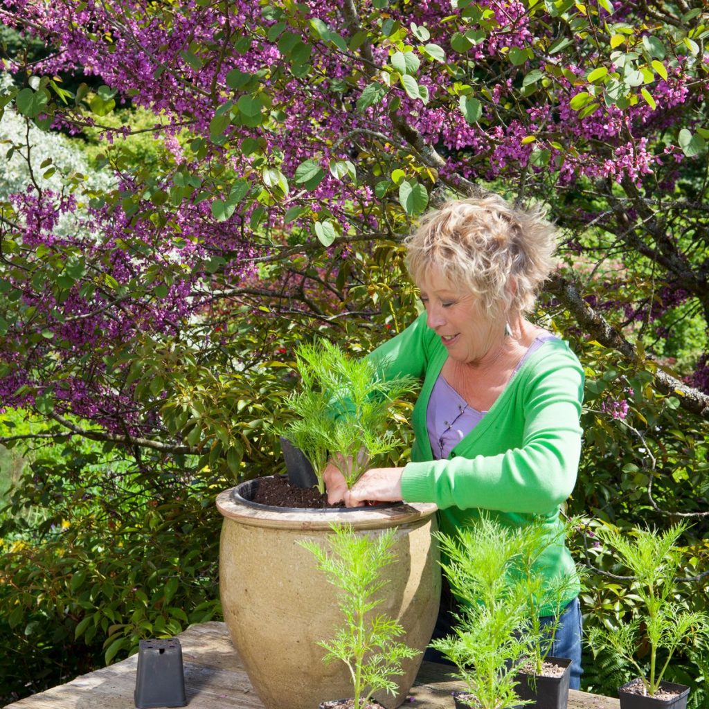 Propagation Of Judas Trees