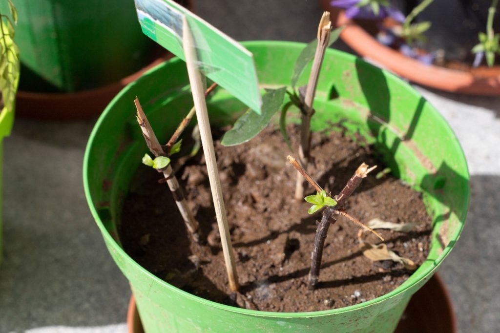 Propagation of Ceanothus