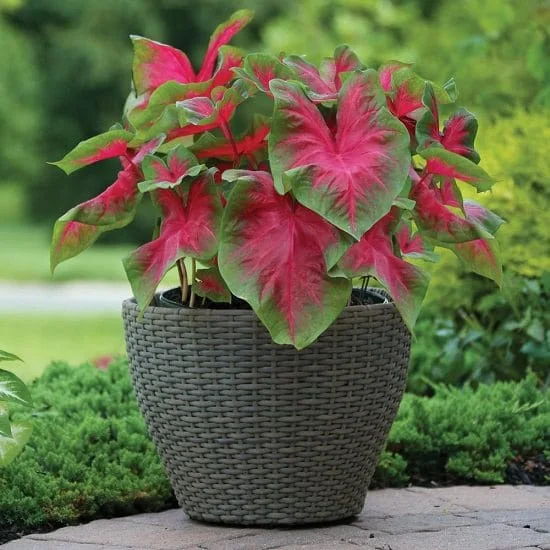 Propagation of Elephant Ears Plant