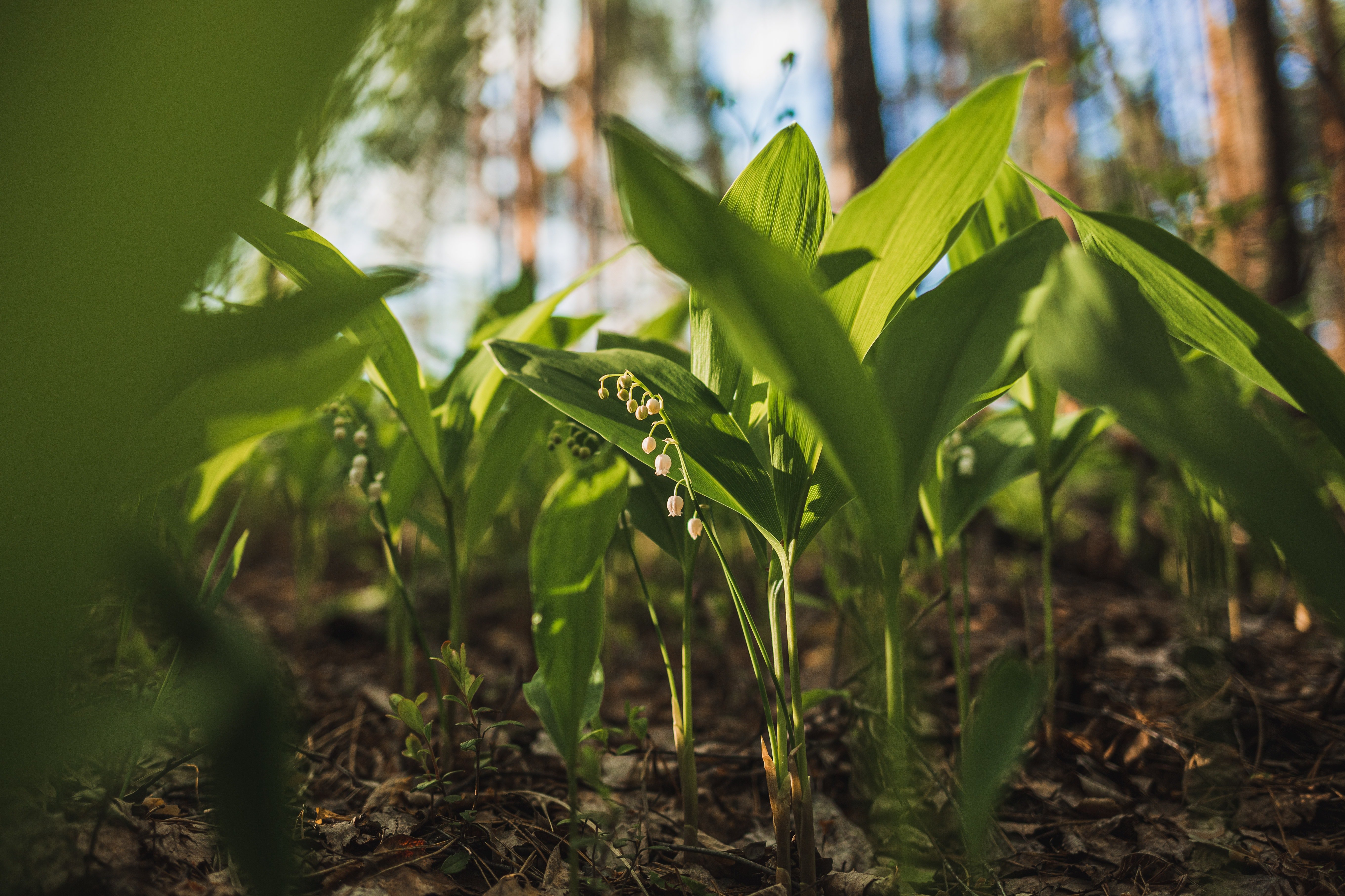 Propagation of Lily of the Valley