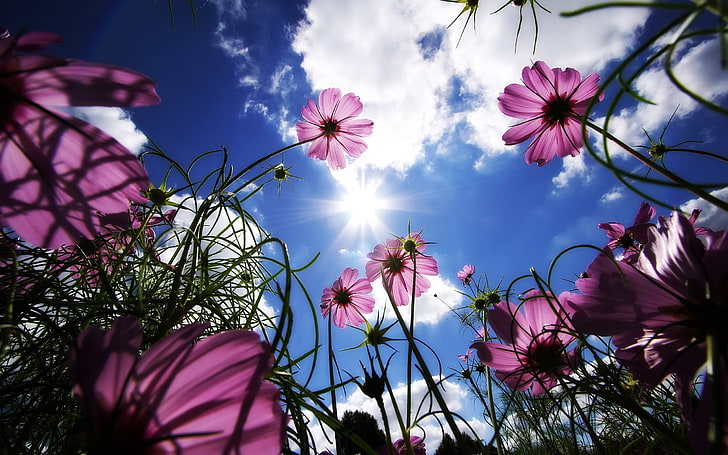 Proper Sunlight to Grow Cosmos