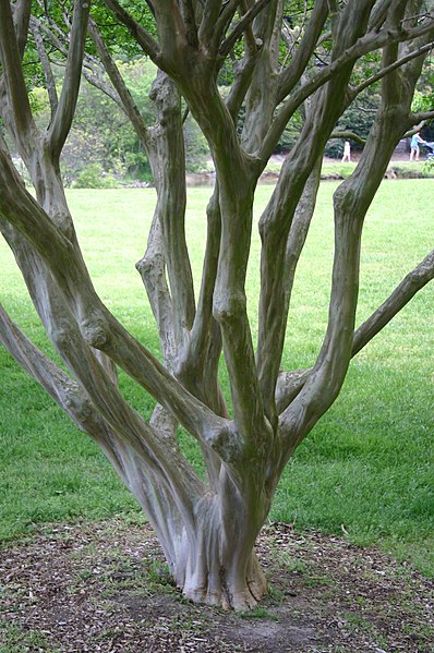 Protecting Crape Myrtle from Ailments