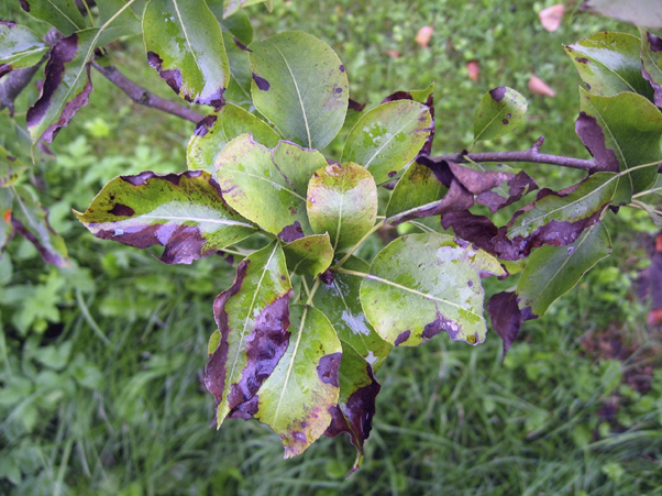 Protection from Tree-Related Diseases