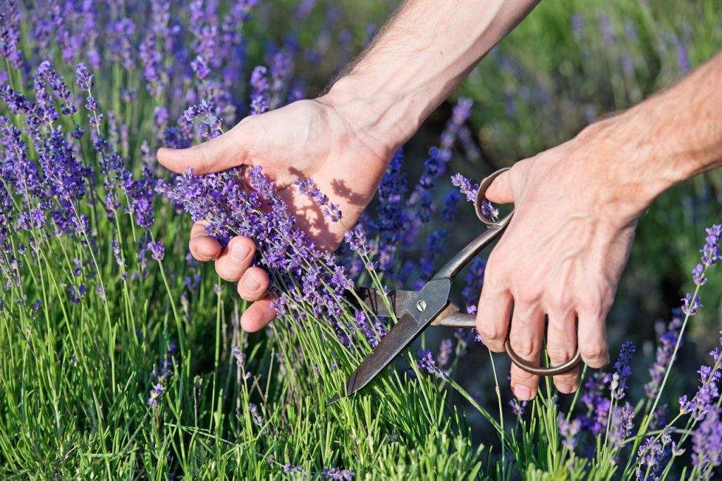 Prune Your Lavender