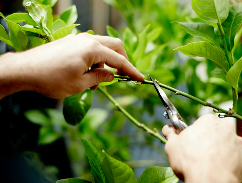 Prune in Gentle Stages