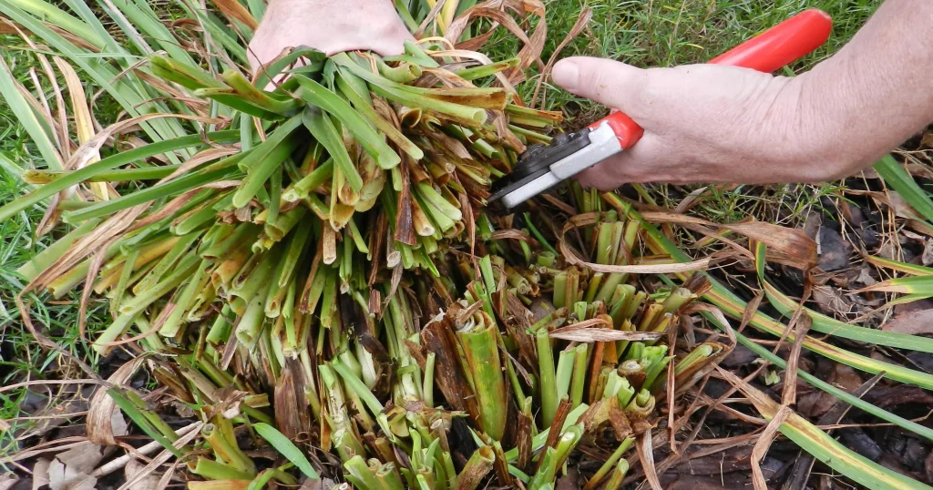 Pruning