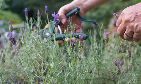 Pruning