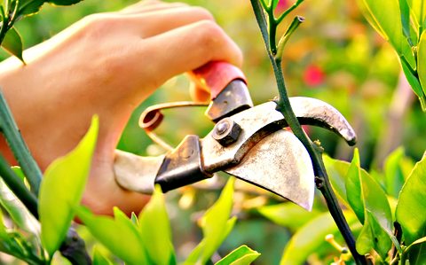 Pruning