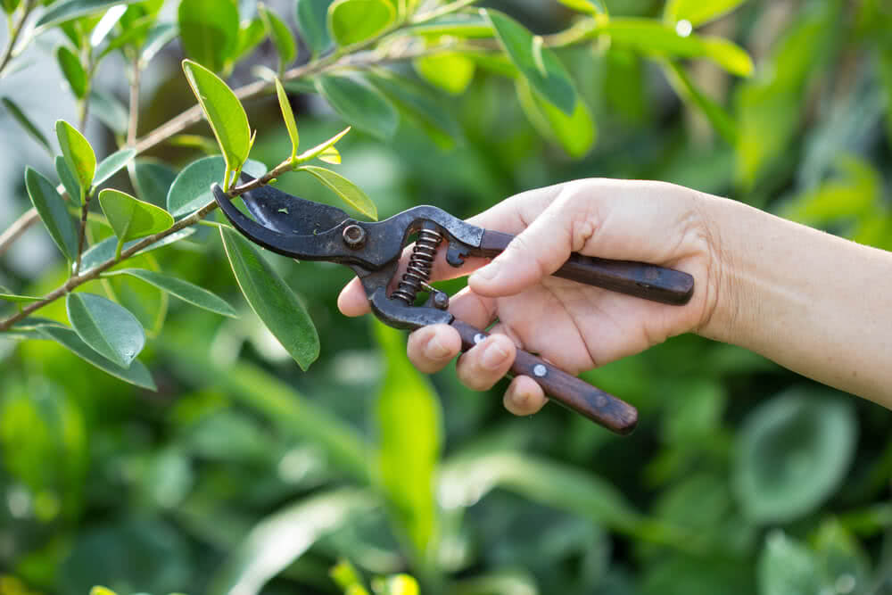 Pruning