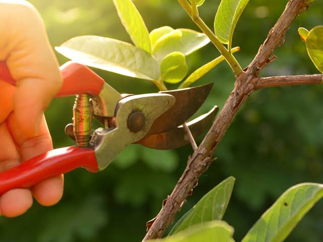 Pruning