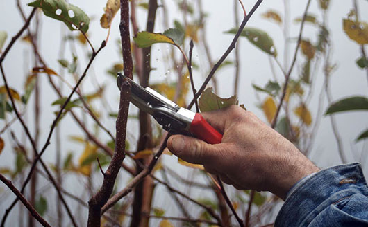 Pruning