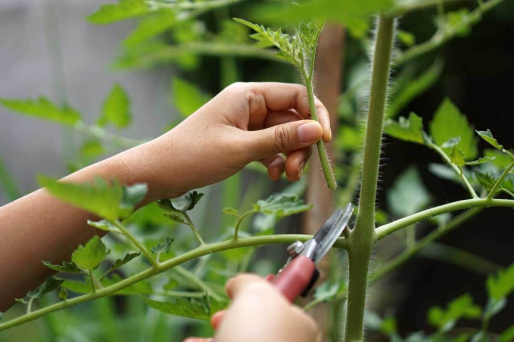 Pruning Camellia Plants