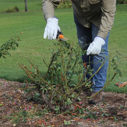 Pruning & Deadheading