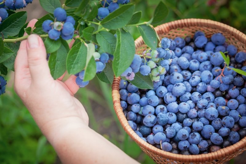 Pruning During the First and Second Growing Seasons