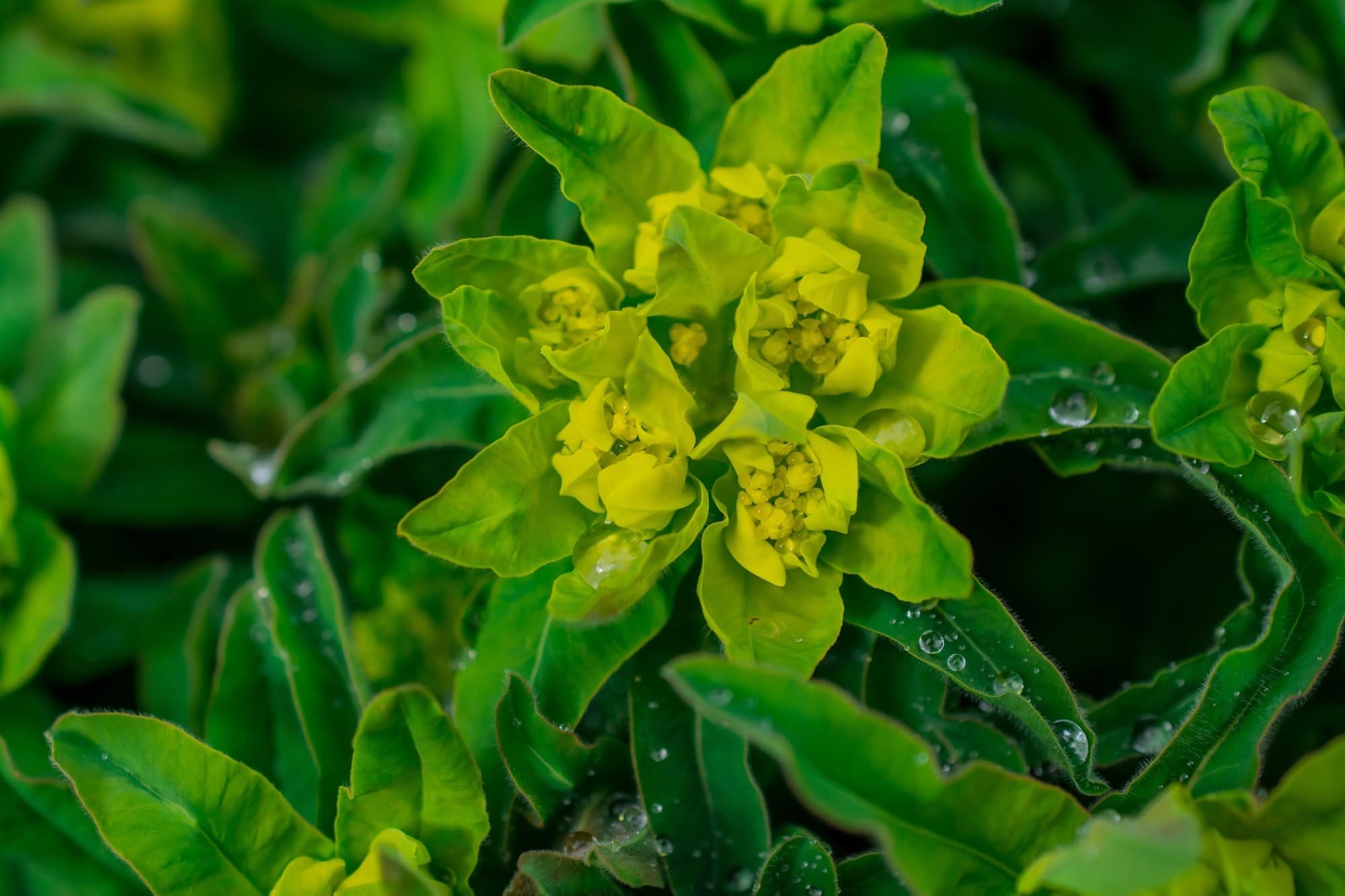 How to Prune Euphorbia: A Step-by-Step Tutorial