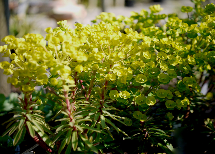 Pruning Evergreen Euphorbia