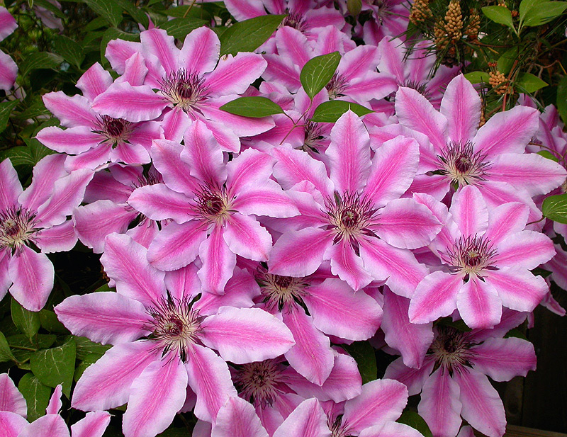 Pruning Group - 2 Clematis