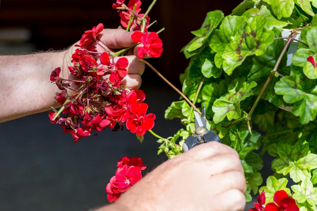 Pruning Hardy Geraniums