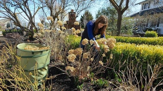 Pruning Hellebores