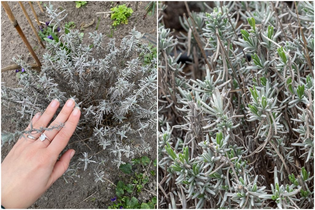 Pruning Lavender in Spring