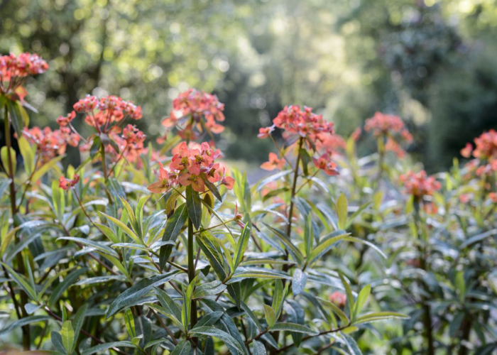 Pruning Perennial Euphorbia