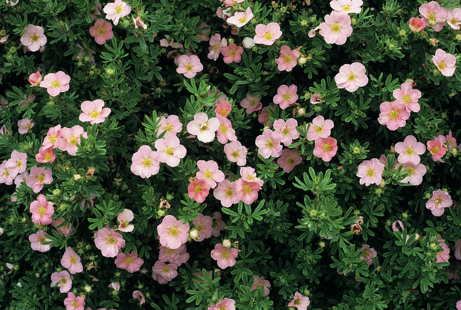 Potentilla Care: The Benefits of Pruning and How to Do It Right