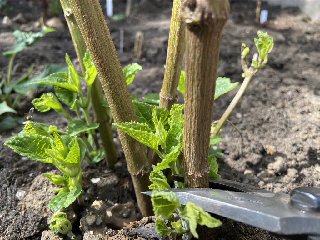 Pruning Technique