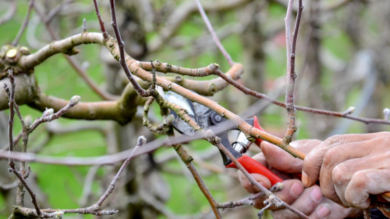 Pruning The Apple Tree