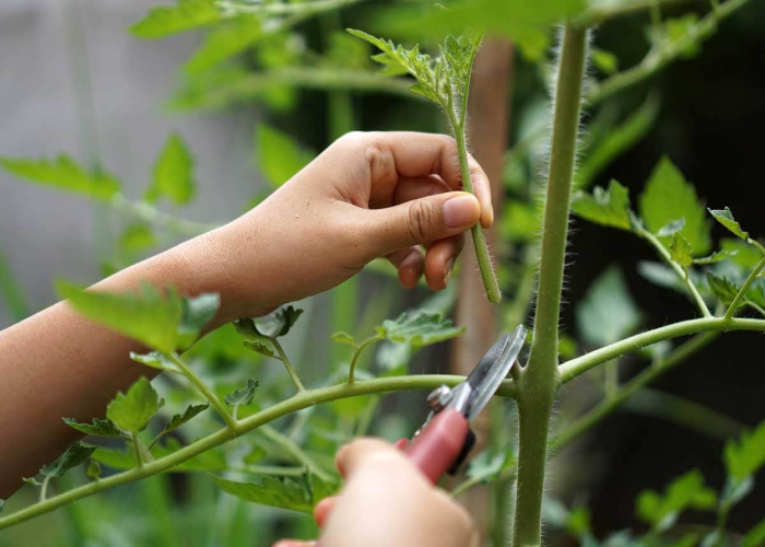 Pruning and Shaping Tomatillo