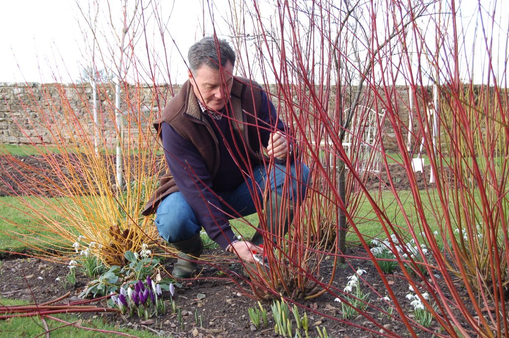 Pruning and Training Cornus Trees