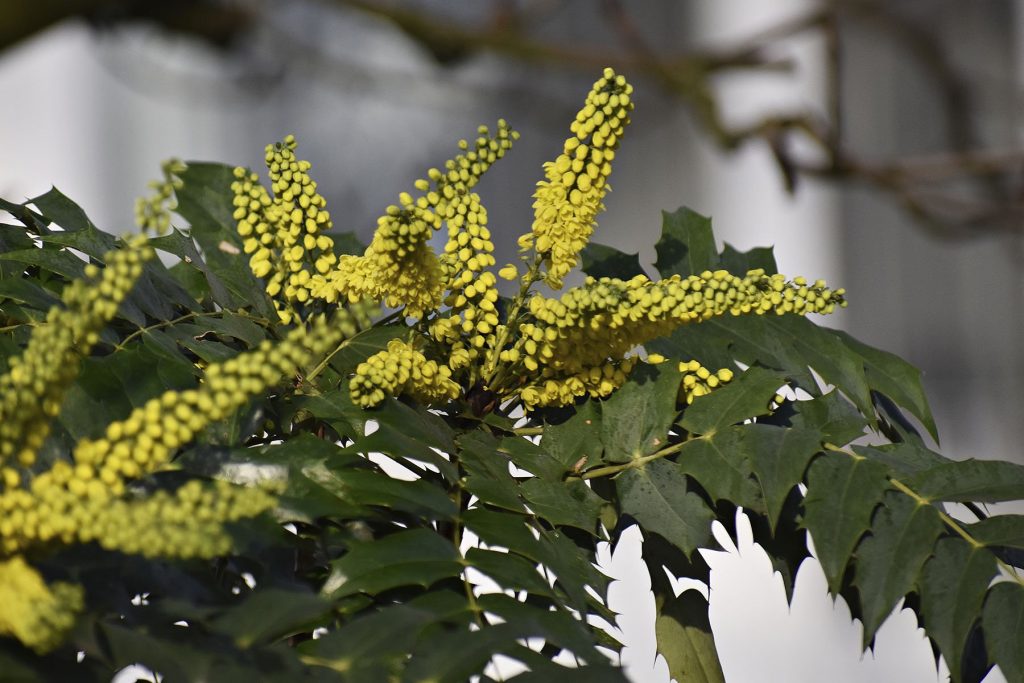 Pruning for Shape