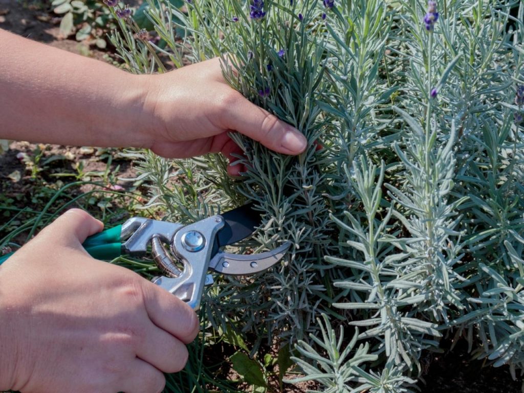 Pruning the Baby Plants