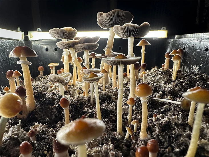 Psilocybin Treatment Origin