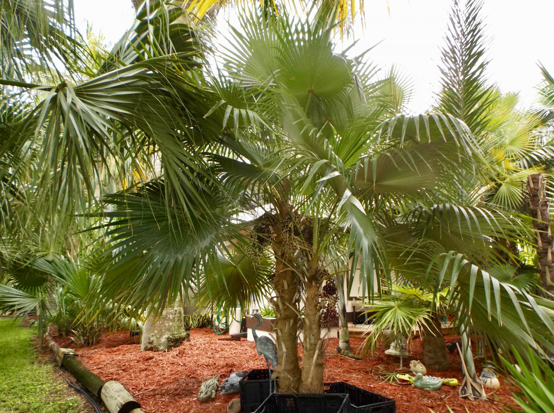 Puerto Rican Thatch Palm