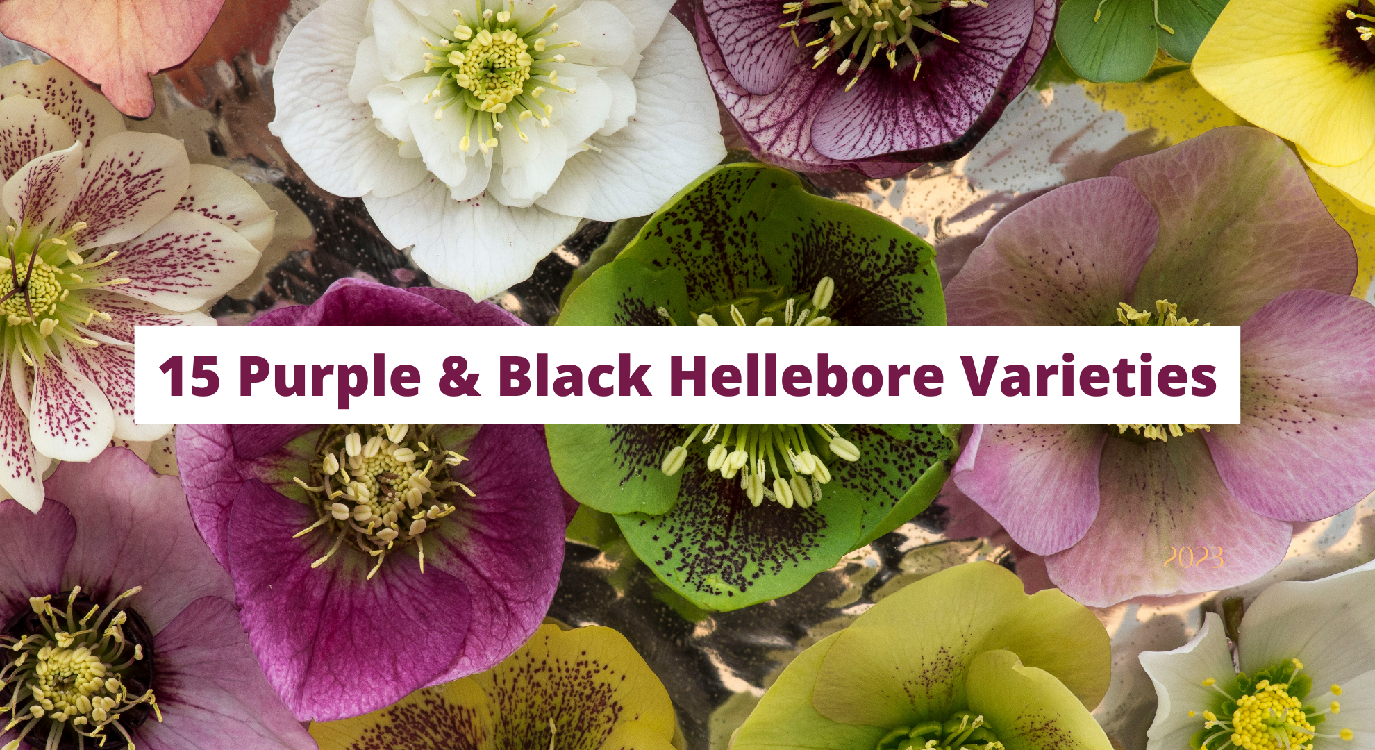 15 Purple & Black Hellebore Varieties Worth Growing