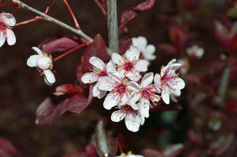 Purple Leaf Sand Cherry