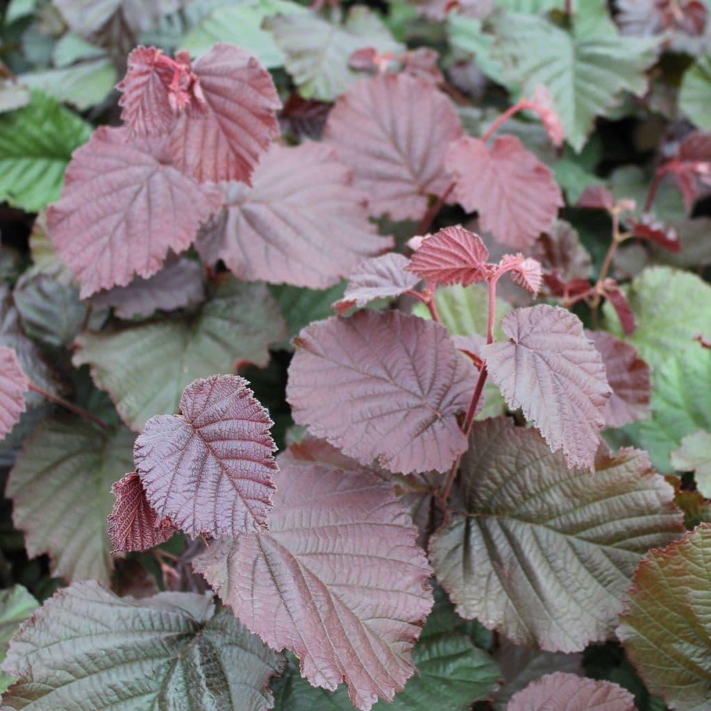 Purple-Leaved Filbert