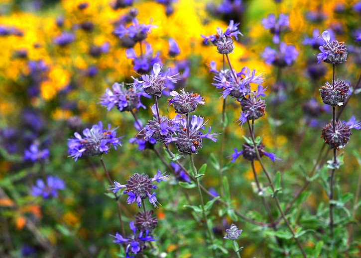 Purple Sage