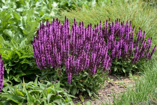 Purple Salvias or Salvia Nemorosa