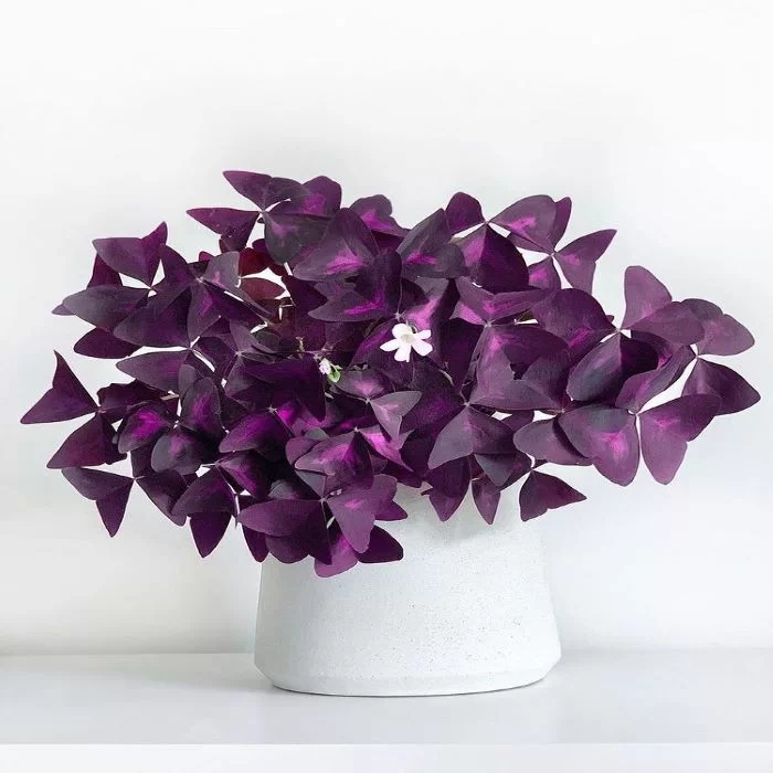 Purple Shamrock