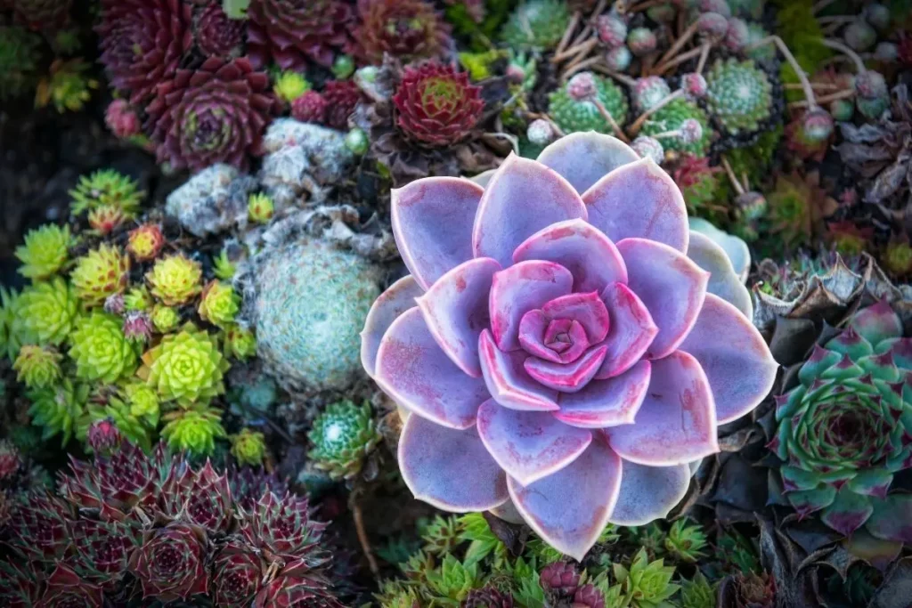 Purple Succulents