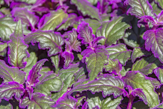 Purple Velvet Plant