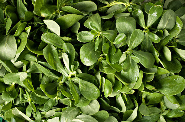 Purslane