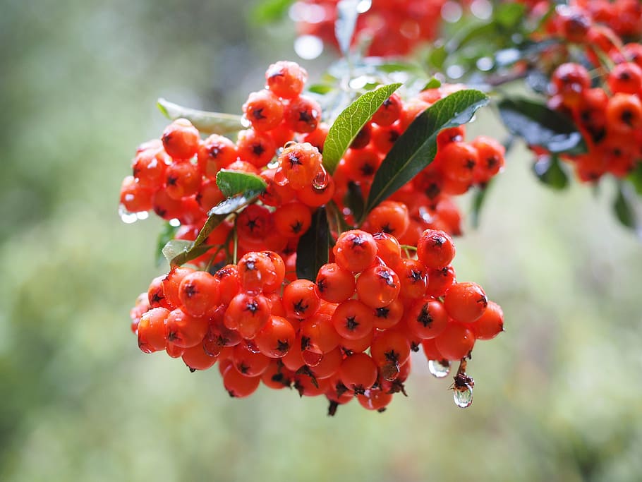 Pyracantha