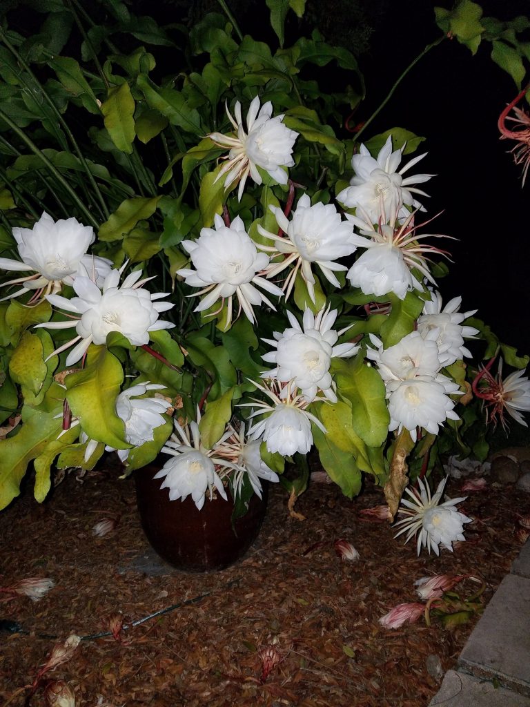 Queen of the Night Cactus