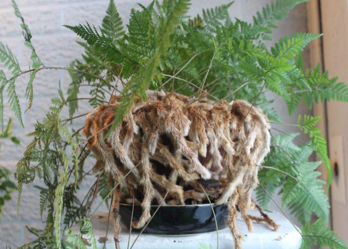 Rabbits Foot Fern