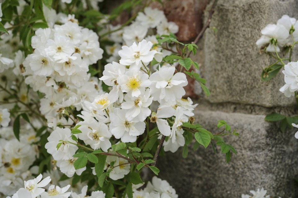 Rambling Rector